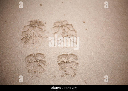 The sand impression of a pair sandal, shoe on a beach in Mumbai. Aksa Beach. Stock Photo