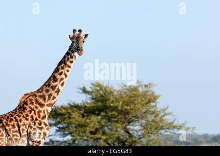 Giraffe on savanna portrait. Safari in Serengeti, Tanzania, Africa Stock Photo