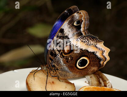 Yellow-edged Giant Owl butterfly (Caligo atreus) feeding on a piece of fruit at a butterfly zoo, wings partly opened Stock Photo