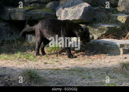 Male Black Jaguar (Panthera onca) on the prowl Stock Photo