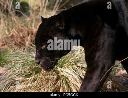South American Melanistic Black Jaguar (Panthera onca), close-up of the head while on the prowl Stock Photo
