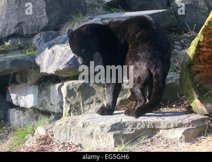 South American Melanistic Black Jaguar (Panthera onca) Stock Photo