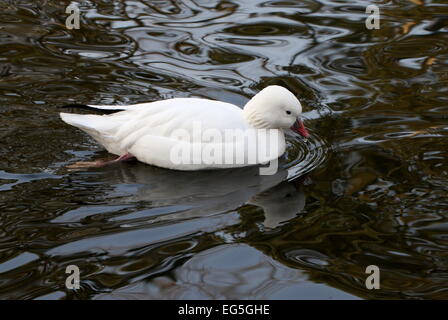 North American Ross's goose (Chen rossii, also Anser rossii) Stock Photo