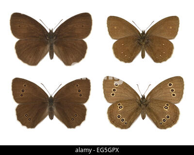 Ringlet - Aphantopus hyperantus - male (top row) - female (bottom row) Stock Photo