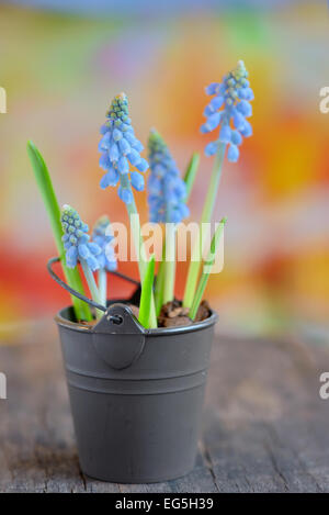 Muscari botryoides flowers also known as blue grape hyacinth in bucket Stock Photo