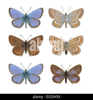 Silver-studded Blue - Plebejus argus - male (top row) - female (middle row) - N Wales ssp. caernensis (bottom row) Stock Photo