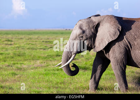 Elephant portrait on African savanna. Safari in Amboseli, Kenya, Africa Stock Photo
