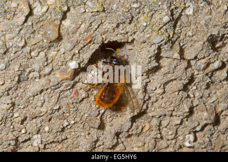 Red Mason Bee - Osmia bicornis Stock Photo