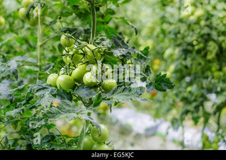 Cherry tomatoes growing in a greenhouse. Geothermal energy used to grow fruit and vegetables, Fridheimar greenhouse, Iceland Stock Photo