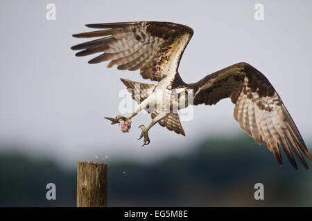 Osprey with a fresh catch leaping to flight leaving a piling on the Gulf of Mexico Stock Photo