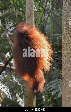 sun shining through the orange hair of a baby orangutan at a rehabilitation centre/ Nature Reserve, Borneo, Malaysia Stock Photo