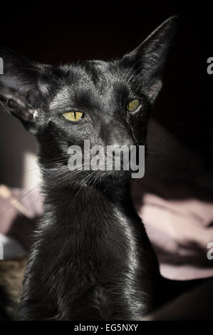 Portrait of a black oriental cat. Stock Photo
