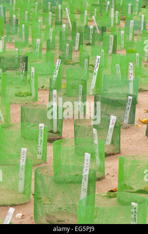 hatchery containing turtle eggs collected from the beach to give more protection from predators Stock Photo