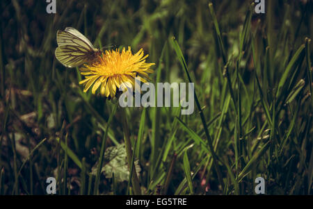 Fluttered By - A white butterfly lands upon a dandelion Stock Photo