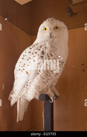 White owl, biodiversity exhibition in Natural History Museum Rotterdam in Holland, Netherlands. Stock Photo