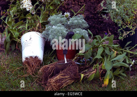 roots, unpotting plants, dividing plant, potbound, pot bound, Stock Photo