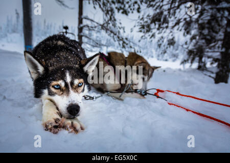 Huskies in Finland Stock Photo