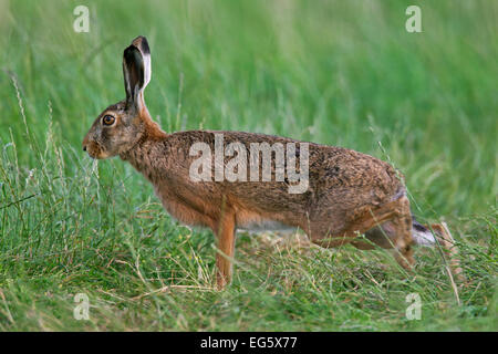 European Brown Hare (Lepus europaeus) stretching limbs in meadow Stock Photo