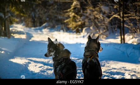 Huskies in Finland Stock Photo