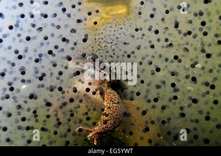 Common frog (Rana temporaria) and frogspawn in a garden pond, Surrey, England, UK, March. 2020VISION Exhibition. Stock Photo
