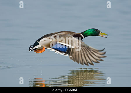 Mallard (Anas platyrhynchos) male flying low over water. Cambridgeshire Fens, England, March. Stock Photo