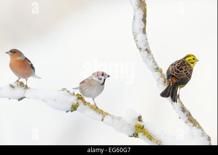 Tree Sparrow (Passer montanus), male Chaffinch (Fringilla coelebs) and a male Yellowhammer (Emberiza citrinella) on snowy branch (left to right). Perthshire, Scotland, December. Stock Photo