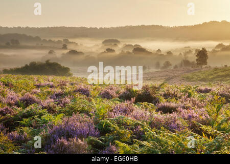 View over New Forest heathland with Ling (Calluna vulgaris) and Bell Heather (Erica cinerea). Fritham Cross at dawn, New Forest National Park, Hampshire, England, UK, August. Stock Photo