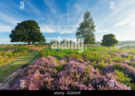 View over New Forest heathland Ling (Calluna vulgaris) and Bell Heather (Erica cinerea). Fritham Cross, New Forest National Park, Hampshire, England, UK, August. Stock Photo