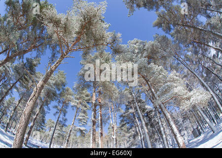 Forest of scots pine after heavy snowfall, Cairngorms National Park, Scotland, March 2012. Did you know? Like many orchids, Scots pine trees have a symbiotic relationship with fungi - while the tree provides sugars, the fungi absorbs nutrients. Stock Photo