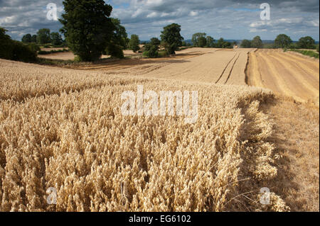 Ripe Oat crop with Combine harvester in distance, Haregill Lodge Farm, Ellingstring, North Yorkshire, England, UK, August. Stock Photo