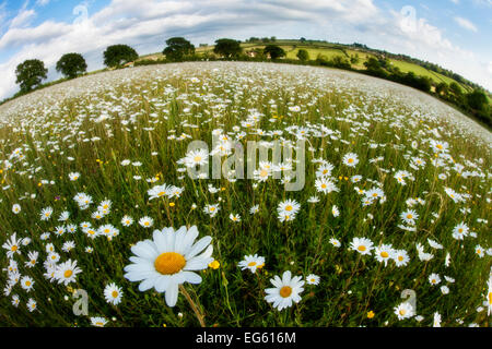 Traditionally managed wildflower meadow with Ox-eye daisy (Leucanthemum vulgare), Hardington Moor NNR, Somerset, UK, June 2011, Stock Photo