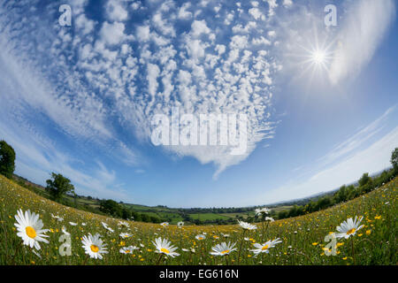 Traditionally managed wildflower meadow with Ox-eye daisy (Leucanthemum vulgare), Hardington Moor NNR, Somerset, UK, May 2011, f Stock Photo