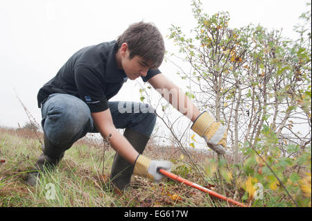 Young volunteers clearing scrub, RSPB Vange Marshes reserve, Basildon, Essex, England, UK, November 2011. Stock Photo