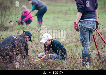 Young volunteers clearing scrub, RSPB Vange Marshes reserve, Basildon, Essex, England, UK, November 2011. Stock Photo