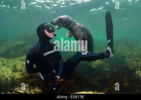 Young Grey seal (Halichoerus grypus) playing with snorkeller, Farne Islands, Northumberland, England, UK, July. Model released.