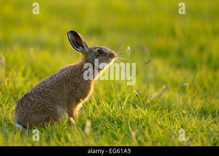 European Hare (Lepus europaeus) leveret in field. UK, Wales, June. Did you know? Unlike baby rabbits, hare leverets are born with eyes open and with fur. Stock Photo