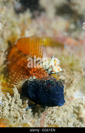 Male Black faced blenny (Tripterygion delaisi), part of a sequence showing colour change, Swanage, Dorset, England, UK, May. 2/4 Stock Photo