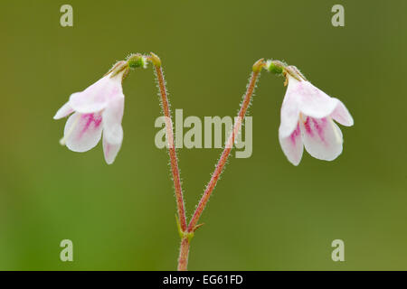 Twinflower (Linnaea borealis) in flower in pine woodland, Abernethy National Nature Reserve, Cairngorms National Pasrk, Scotland, UK Stock Photo