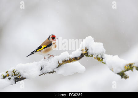 Goldfinch (Carduelis carduelis) perched on a snow covered branch, Perthshire, Scotland, UK, April. Stock Photo