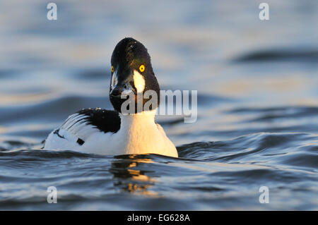 Male Goldeneye (Bucephala clangula), Hogganfield Loch, Glasgow, Scotland, UK, February. Did you know? Goldeneyes forest ducks, which nest in trees. Stock Photo