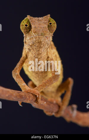 Pygmy chameleon / Rieppeleon brevicaudatus Stock Photo