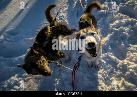 Huskies in Finland Stock Photo