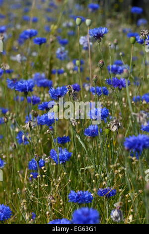 a myriad of blue from brightly colored wildflowers on a spring day Stock Photo