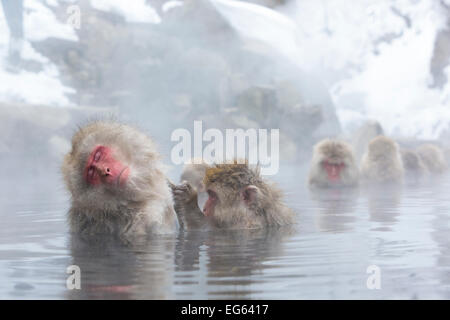 Macaques in steam pool grooming at Jigokudani Monkey Park Stock Photo