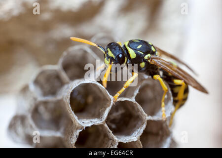 A young Paper Wasp Queen builds a nest to start a new colony. Stock Photo