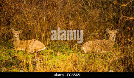 Mule Deer in backyard of a a home. Boise, Idaho, USA Stock Photo