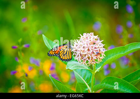 Monarch Butterfly feeding off Milkweed Bloom in backyard of home. Boise, Idaho, USA Stock Photo