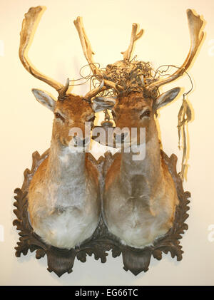 Beautiful stuffed deer heads on the wall Stock Photo