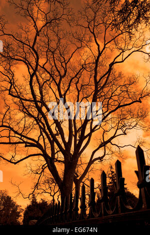 Silhouette of a tall branching tree and pointed metal fence against a menacing orange sky. Stock Photo
