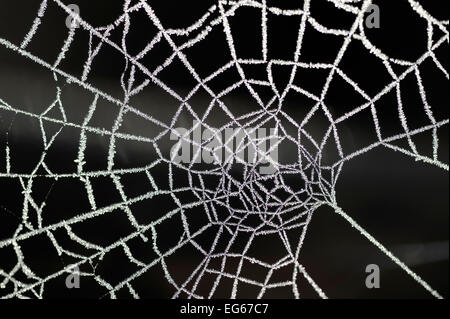 close up of a cobweb covered in frost Stock Photo